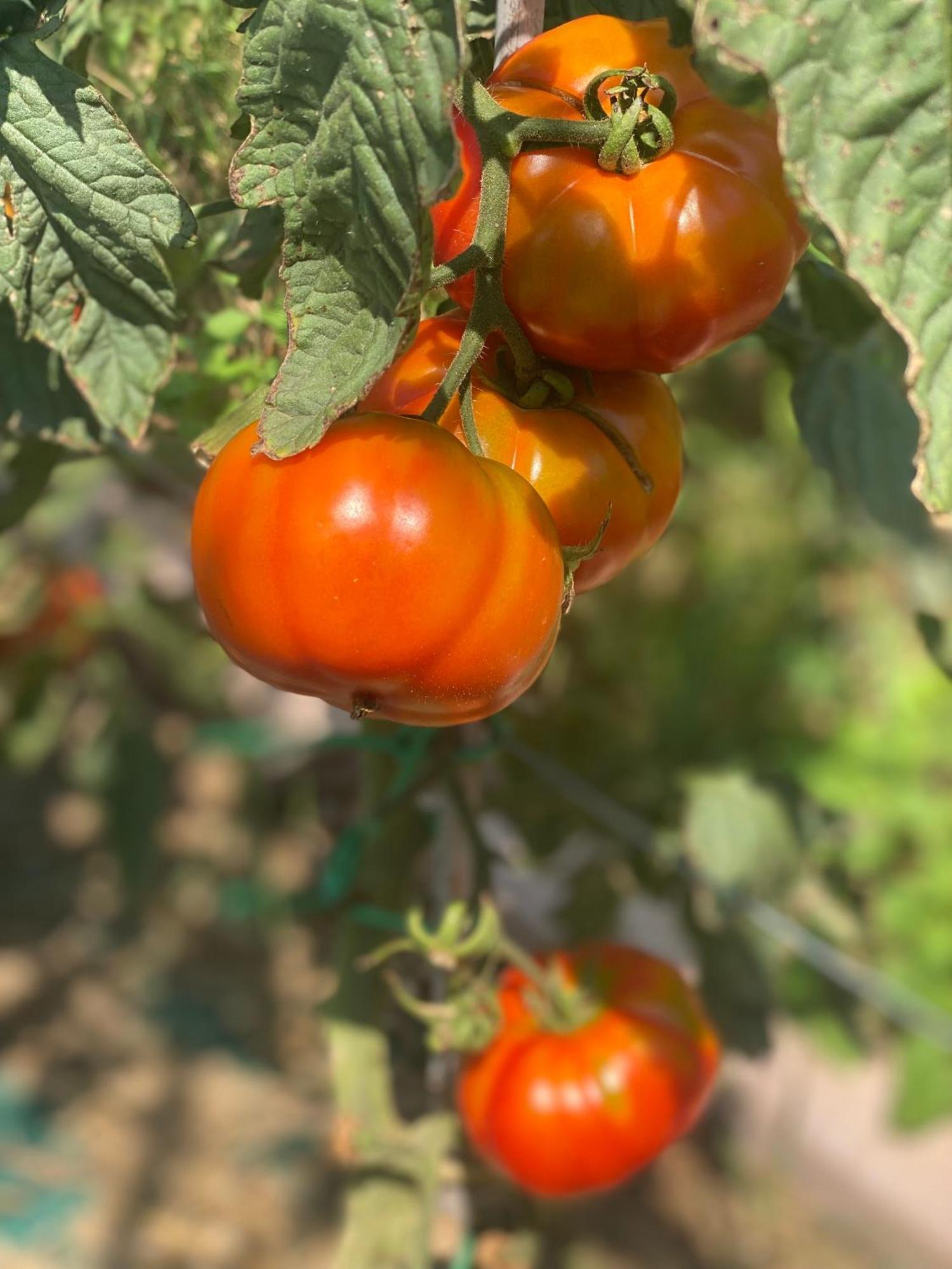 Agriturismo Corte Patrizia Caprino Veronese Zewnętrze zdjęcie